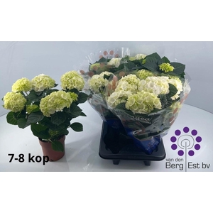 HYDR M SAX BRI WHITE