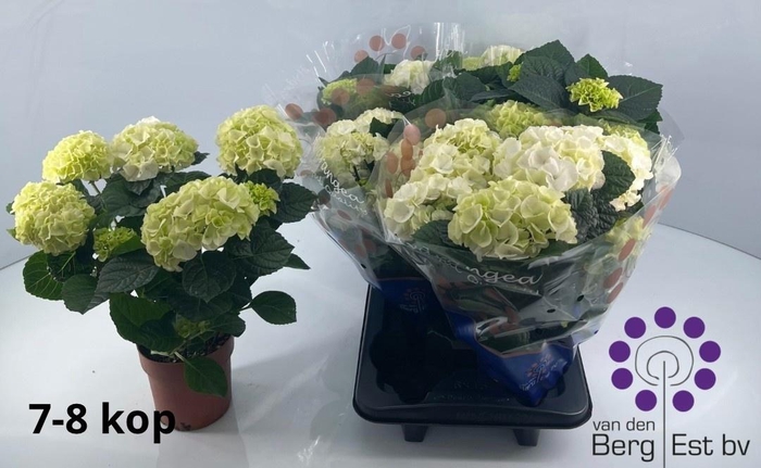 <h4>HYDR M SAX BRI WHITE</h4>