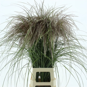 Miscanthus Rosi Pink