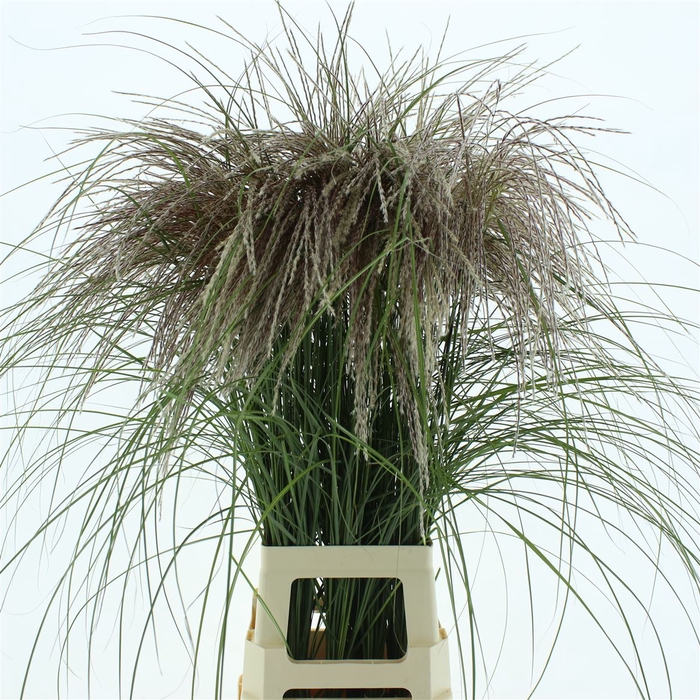<h4>Miscanthus Rosi Pink</h4>