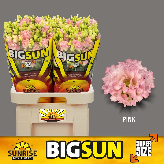 <h4>Eust Alissa Pink Big Sun</h4>