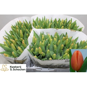 Tulipa si orange juice