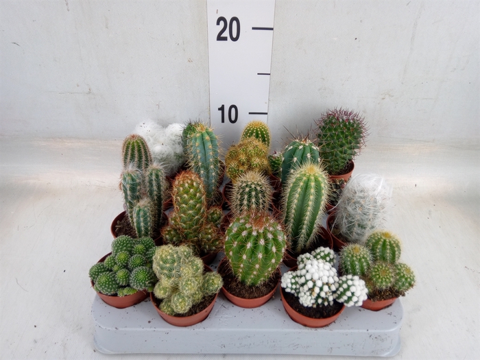 <h4>Cactus   ...mix</h4>
