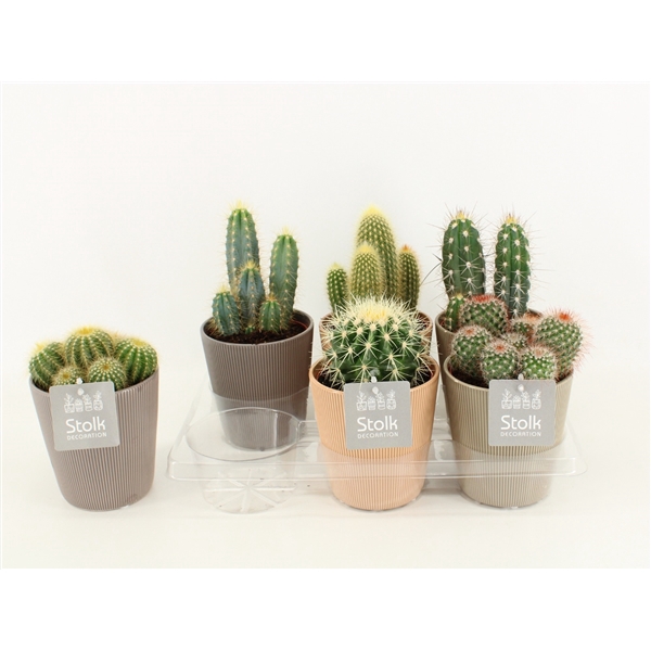 <h4>Cactus Mix In Ruby keramiek</h4>