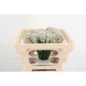 ALLIUM TUBEROSUM