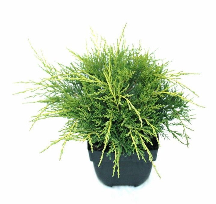 <h4>Juniperus x pfitzeriana 'Old Gold' P17</h4>
