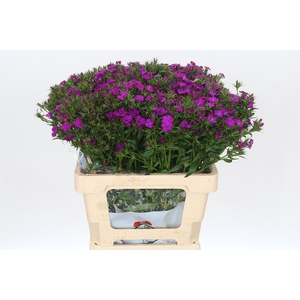 Dianthus Br Amazon Neon Purple