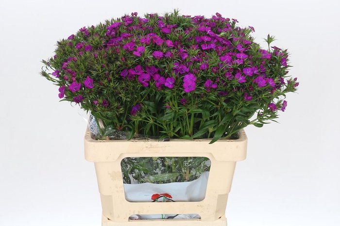 <h4>Dianthus Br Amazon Neon Purple</h4>