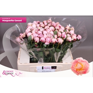 Paeonia Marguerite Gérard | Heavy Quality