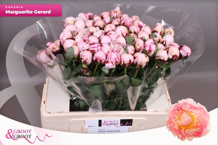 <h4>Paeonia Marguerite Gérard | Heavy Quality</h4>