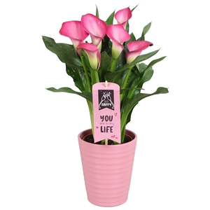 Zantedeschia Zazu Calla Valentijn roze in Esmee keramiek