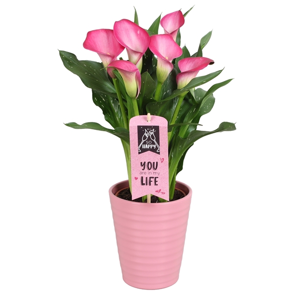 <h4>Zantedeschia Zazu Calla Valentijn roze in Esmee keramiek</h4>