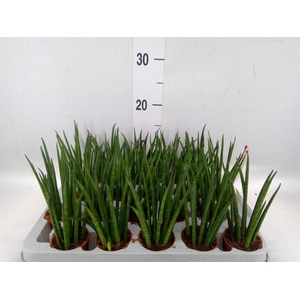 Sansevieria bacularis