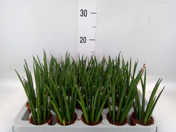 <h4>Sansevieria bacularis</h4>