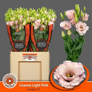 Eus G Lisanne L Pink