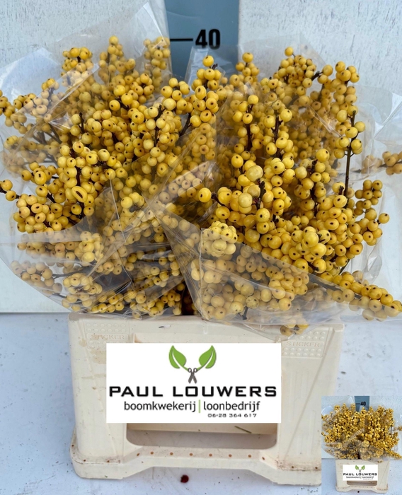 <h4>ILEX VE MAG CITRONEL</h4>