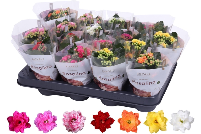 <h4>Kalanchoe blos. 'RoyalDon'   ..mix</h4>
