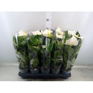 Anthurium  'Karma White'