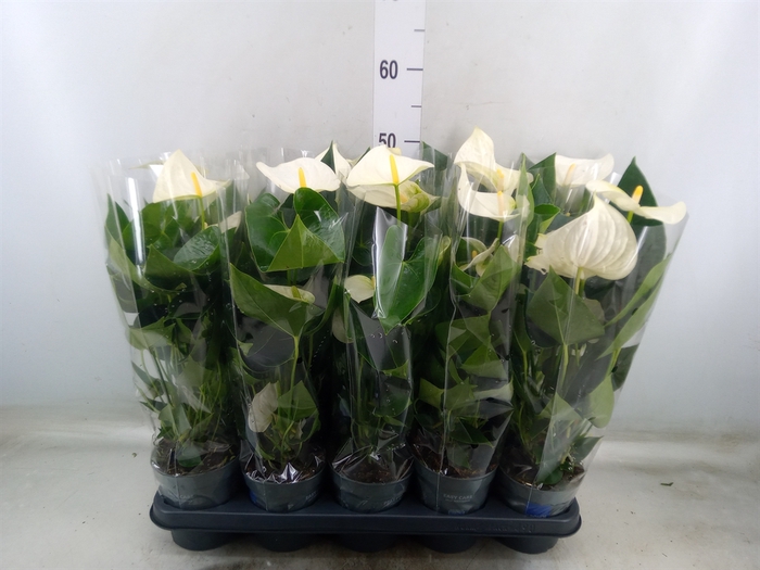 <h4>Anthurium  'Karma White'</h4>