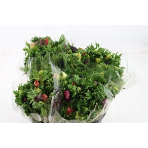 Anem Co Jerusal Mixed