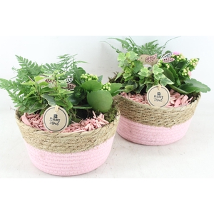 Arr2 Pl - Mand Bruin/roze 285/4 - Roze/wit