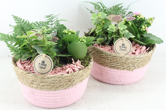 <h4>arr2 Pl - Mand bruin/roze 285/4 - roze/wit</h4>