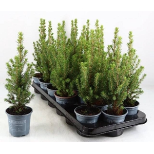 PICEA GL PERFECTA