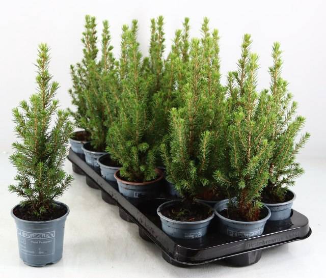 <h4>PICEA GL PERFECTA</h4>