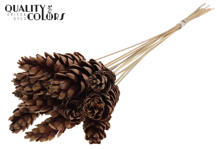 Strobus 10-15cm on stem Natural