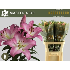 Li Or Master 4+ Bredefleur