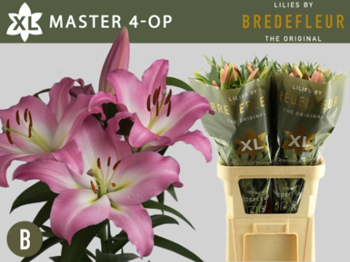 <h4>Li Or Master 4+ Bredefleur</h4>