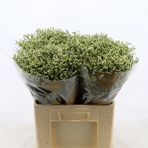 Limonium Sinense Sensi Pina Colada