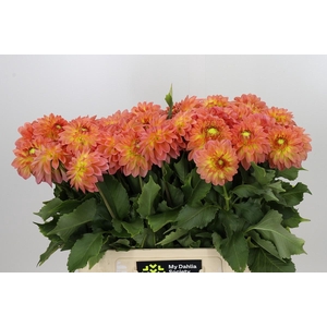 Dahlia Santa Lucia