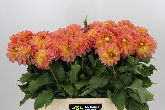 <h4>Dahlia Santa Lucia</h4>