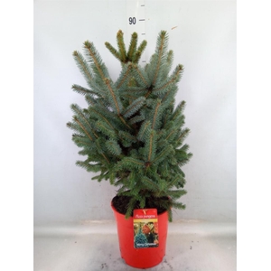 Picea pungens 'Super Blue'