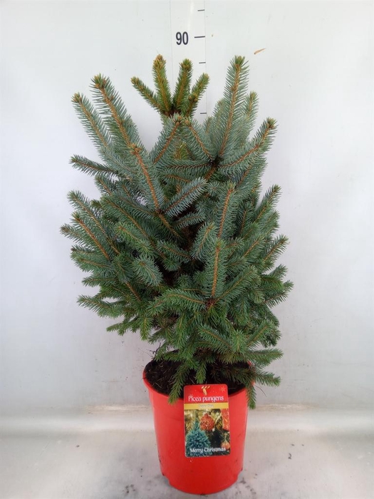 <h4>Picea pungens 'Super Blue'</h4>