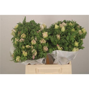 Anemone Mistral Malva Edge