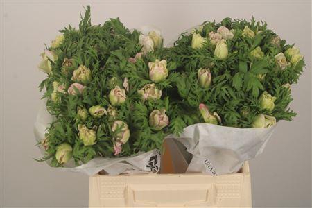 <h4>Anemone Mistral Malva Edge</h4>