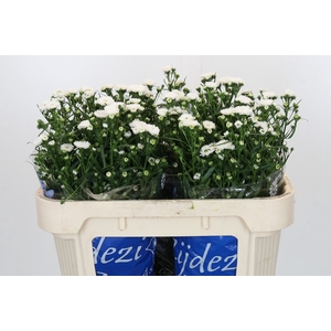 Aster Cassy