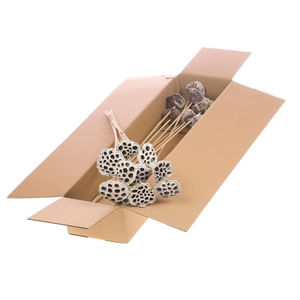 Lotus O/s 10pc Sb Frost