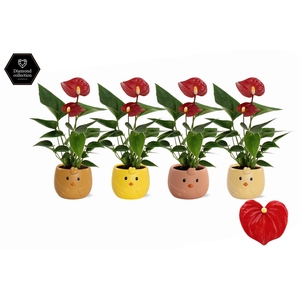 Anthurium 6 cm Micra in Sammy ceramics