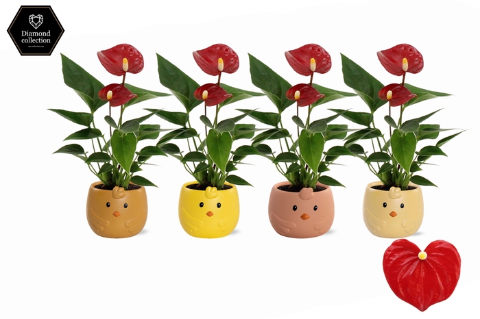 <h4>Anthurium 6 cm Micra in Sammy ceramics</h4>