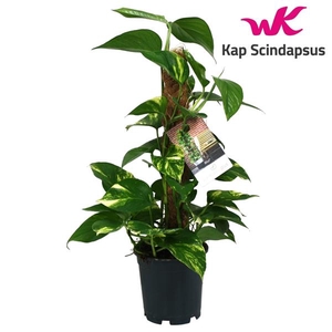 Epipremnum pinnatum mosstok