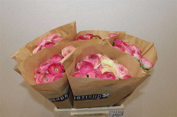 <h4>R Gr Brighton</h4>