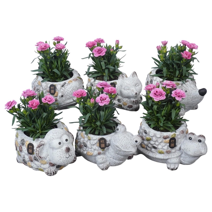<h4>PTPP7062 Arrangement Patio in terracotta mix</h4>