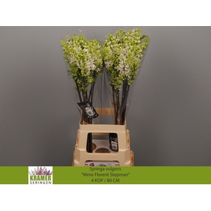 SYR V MME FL STEPMAN