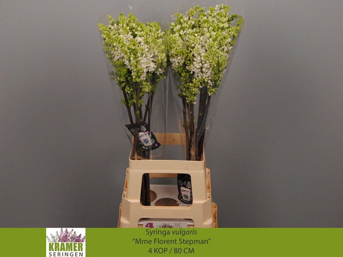 <h4>SYR V MME FL STEPMAN</h4>