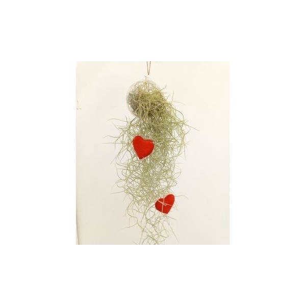 Tillandsia Valentijn / moederdag glas mix