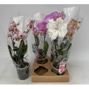 PHAL GEM