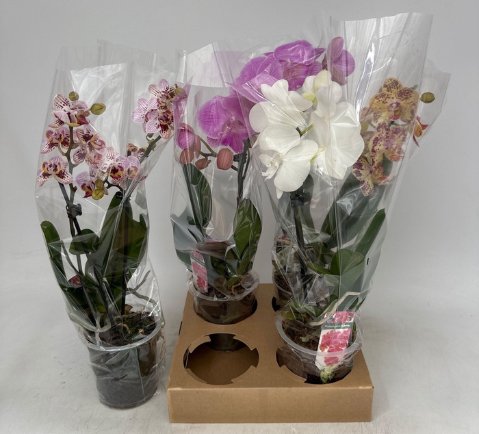 <h4>PHAL GEM</h4>